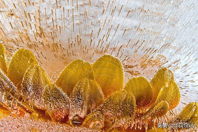 印觉艺景|你听说过冰冻花卉摄影吗？