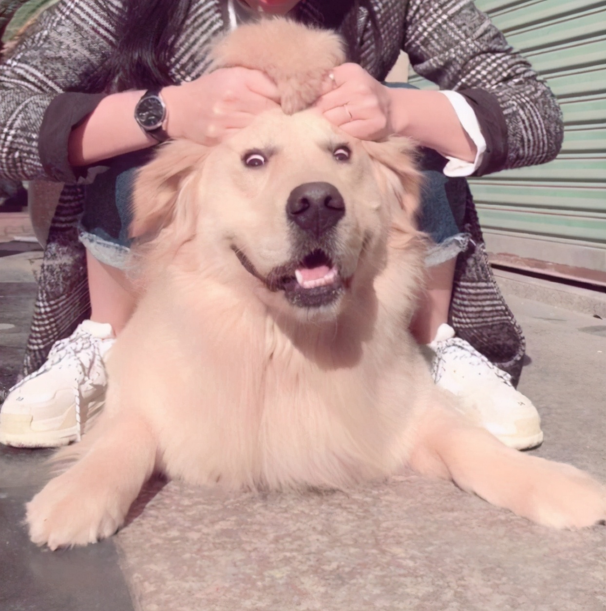 狗狗发抖查不出原因,辟谣狗狗鼻子干就是生病