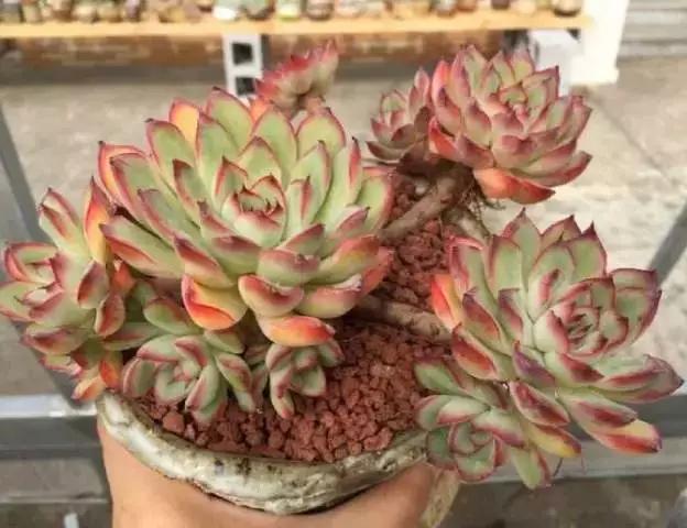 推荐轻松玩转100种常见多肉植物,700种多肉植物图鉴pdf百度云