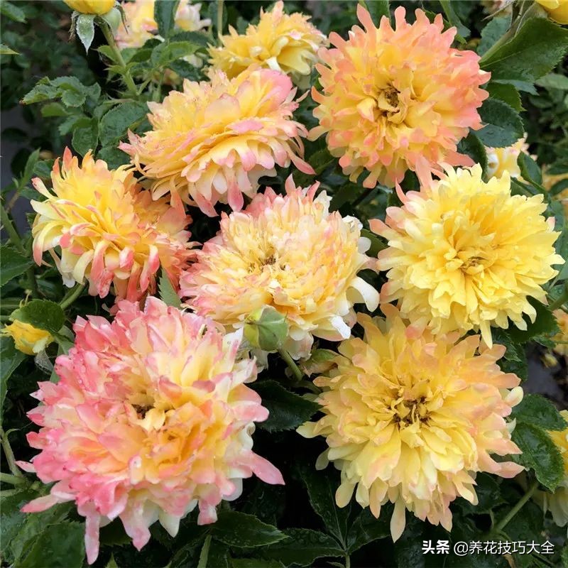 四季开花的月季又香又好养有几种,最漂亮10种盆栽月季