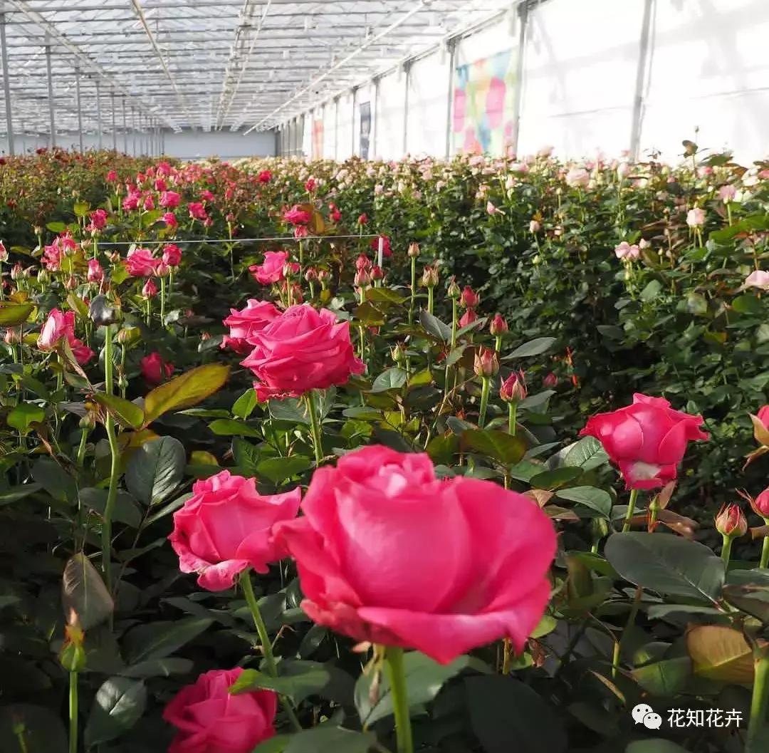中国玫瑰大家族——雪山玫瑰详解（二）