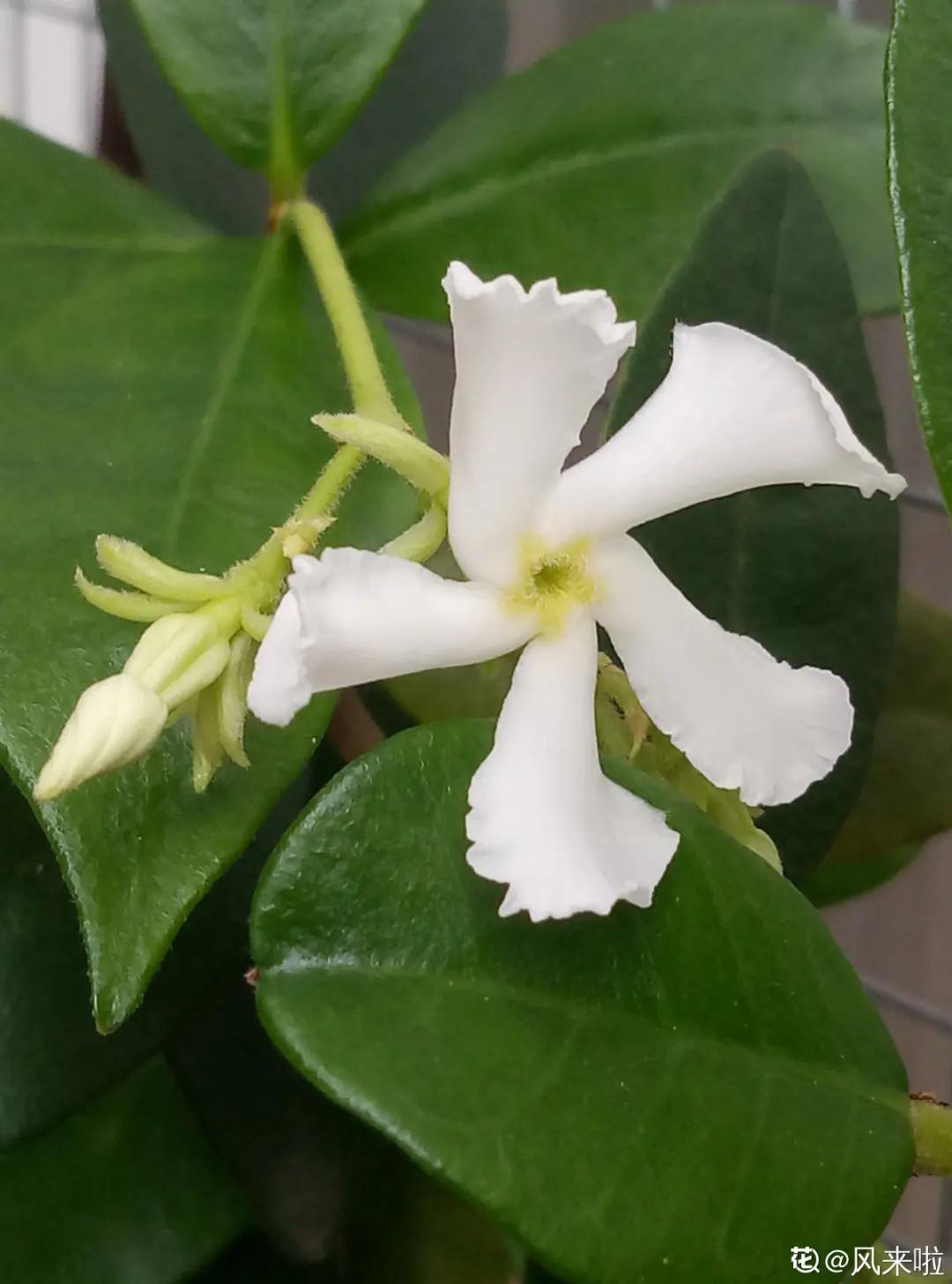 春天开的花有哪些常见又漂亮,十大名花在春天开的有哪些