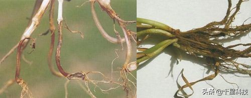 小麦一喷三防技术,小麦一喷八防配方