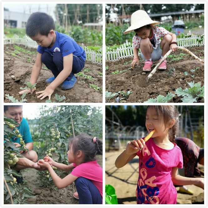 幼儿园自然农耕教育基地,幼儿园菜园建设