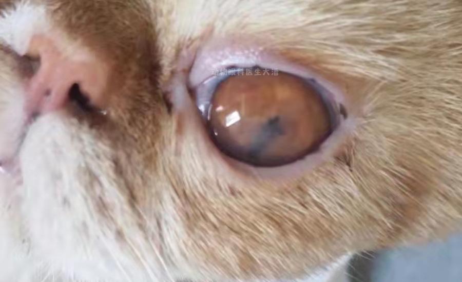 猫咪角膜穿孔必须摘除眼球吗,猫咪脸穿孔