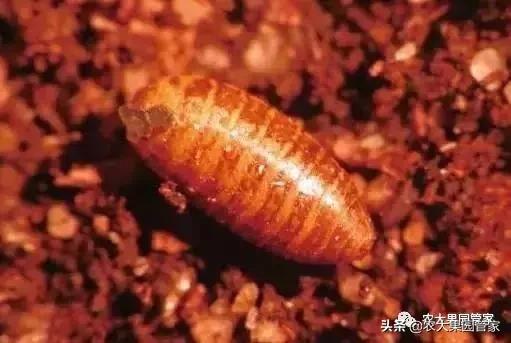 果实蝇对脐橙花有危害吗,果实蝇防治最有效方法