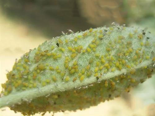 月季有小蜜虫怎么处理,月季花招蜜虫打什么药