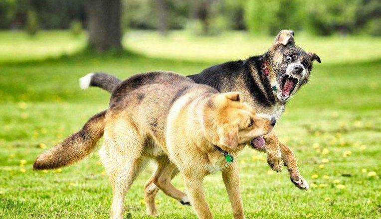 狗被其他狗咬了立马打狂犬有用吗,狗咬了怎么办如何治疗