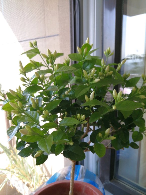 养好茉莉的技巧与方法,茉莉怎么养爆盆