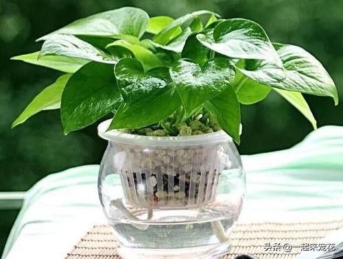 绿萝水培总是黄叶？只要3招，立马就绿回来