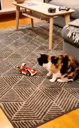 玩《马力欧卡丁车实况：家庭赛车场》前，你问过你家猫咪了吗？