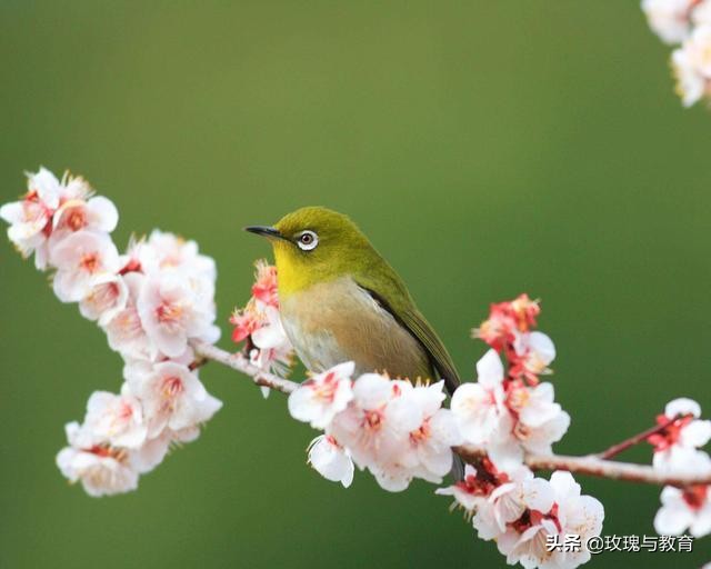 常见动物英语正确发音,常见动物英语单词跟读幼儿