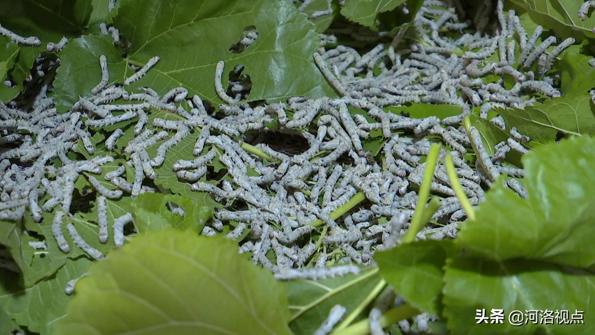 河南嵩县养蚕基地,养蚕织出脱贫致富路