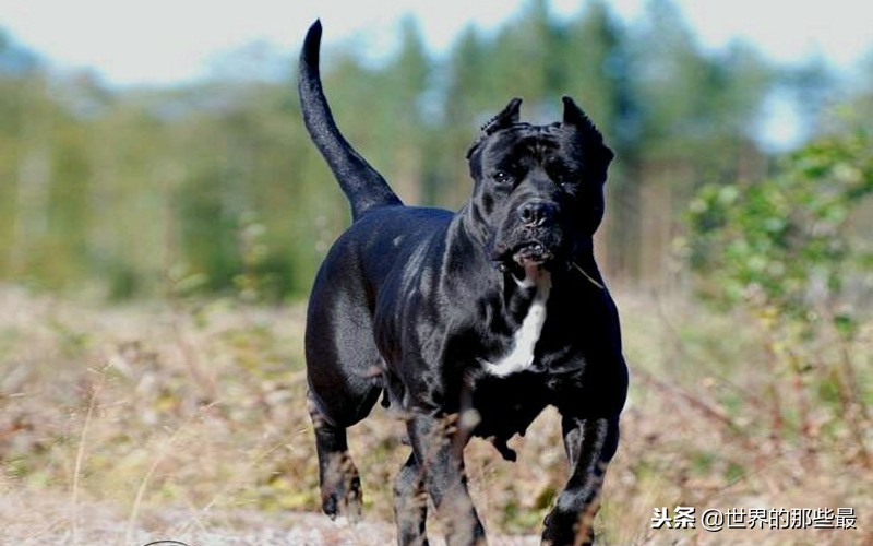 看家护卫攻击性最强的特大猛犬,天生护卫性强的猛犬