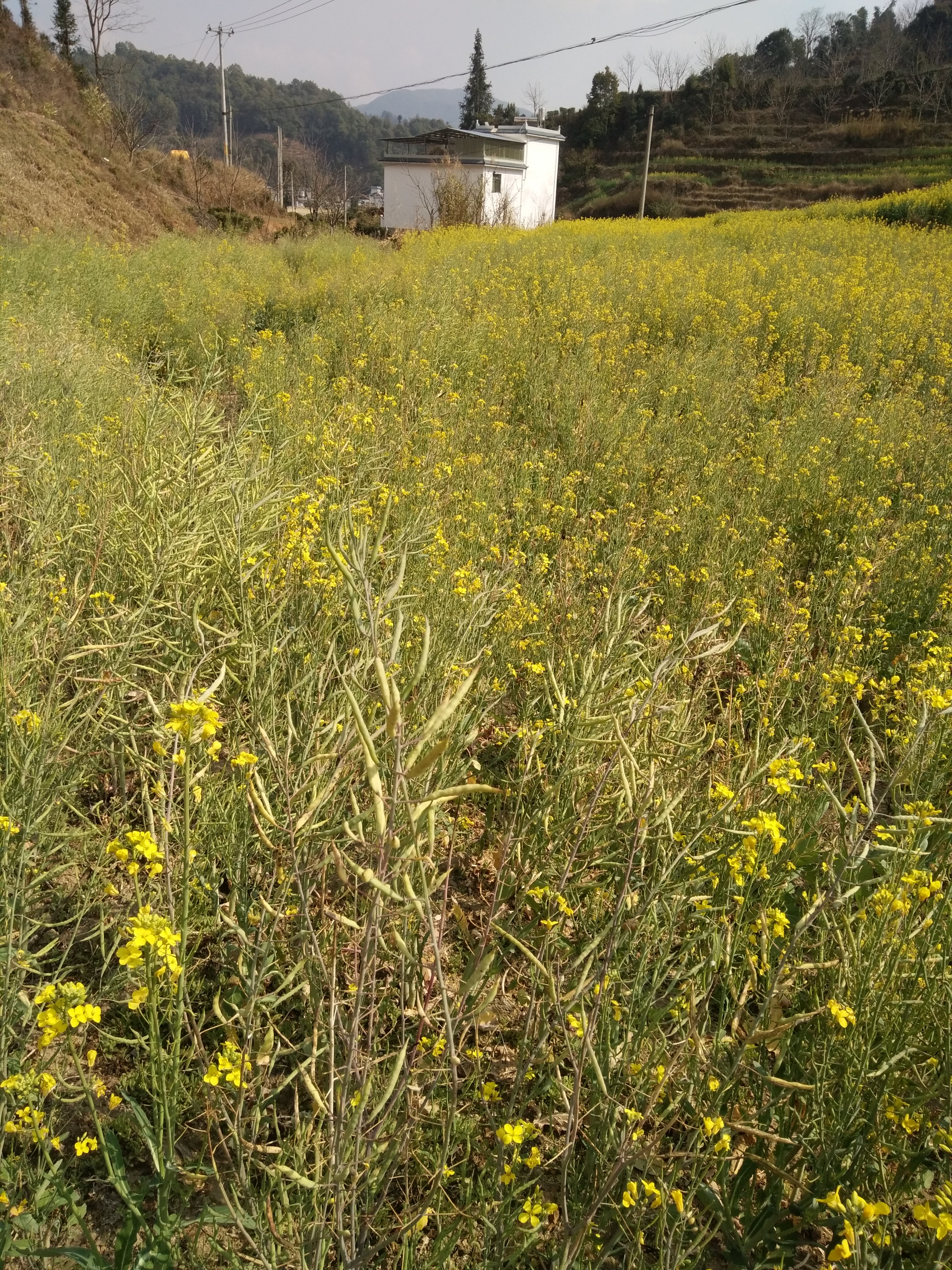 “转场蜜蜂”被纳入应急运输保障范围，路通了，但蜜源地村长说：你是外地人，不让进村
