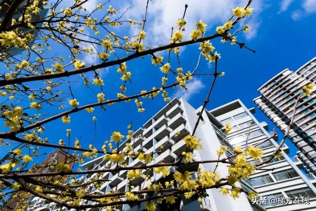 上海小学到高中的学校排名,上海最好的小学排名前十