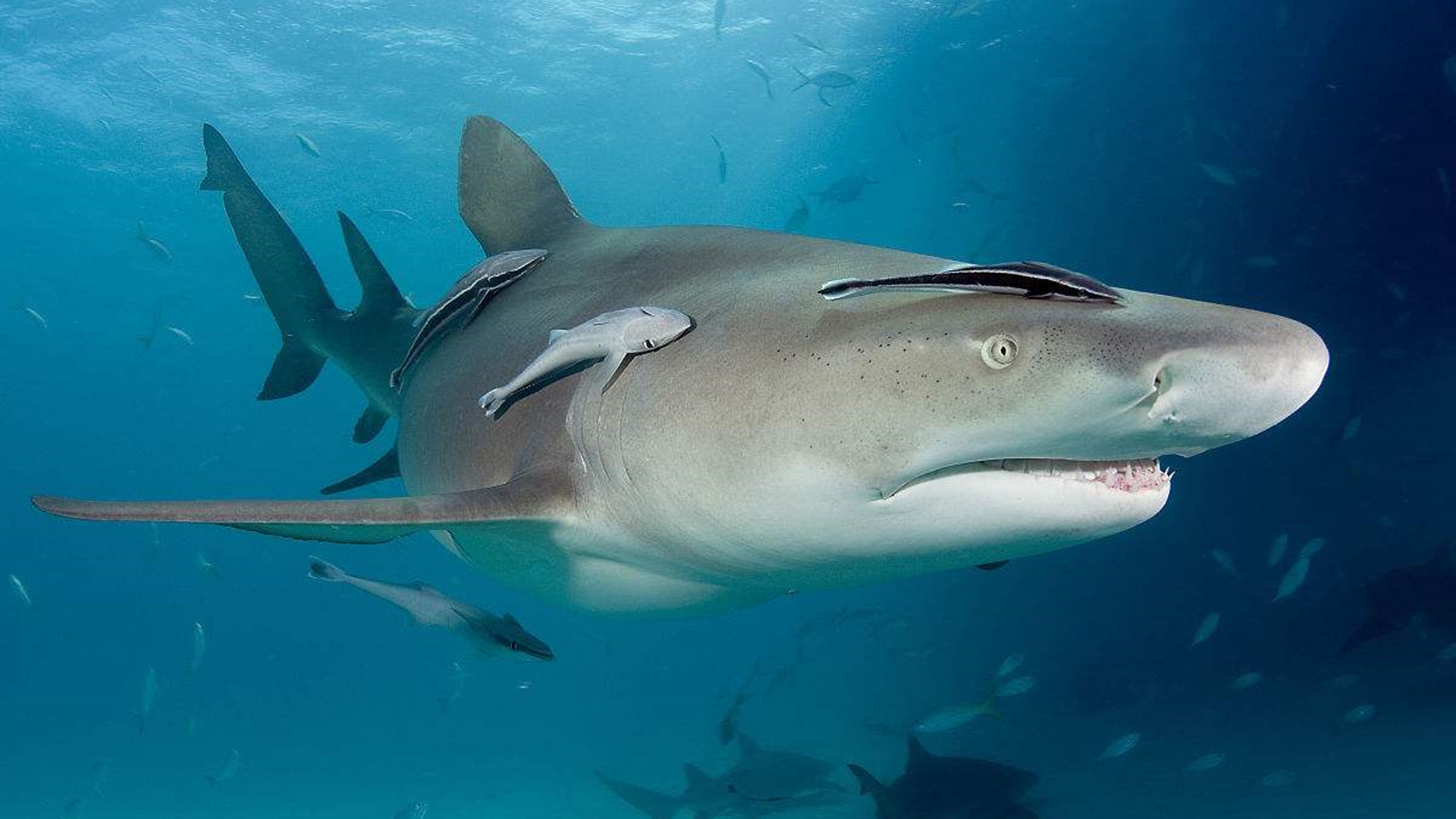 敢在鲨鱼背上撒野的吸盘鱼，曾被当做“猎鱼”，最爱搭顺风车周游