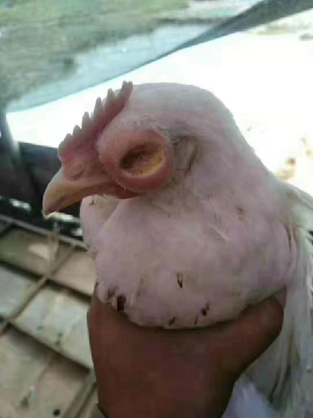 鸡的眼睛瞎了有脓是怎么回事,鸡的眼睛瞎了什么病