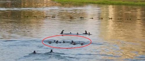 两水獭家族打群架,两个水獭家族之间的战争完整版