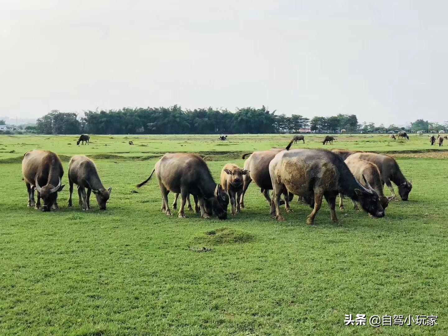 离深圳最近的野营地,深圳周边露营草原景点攻略