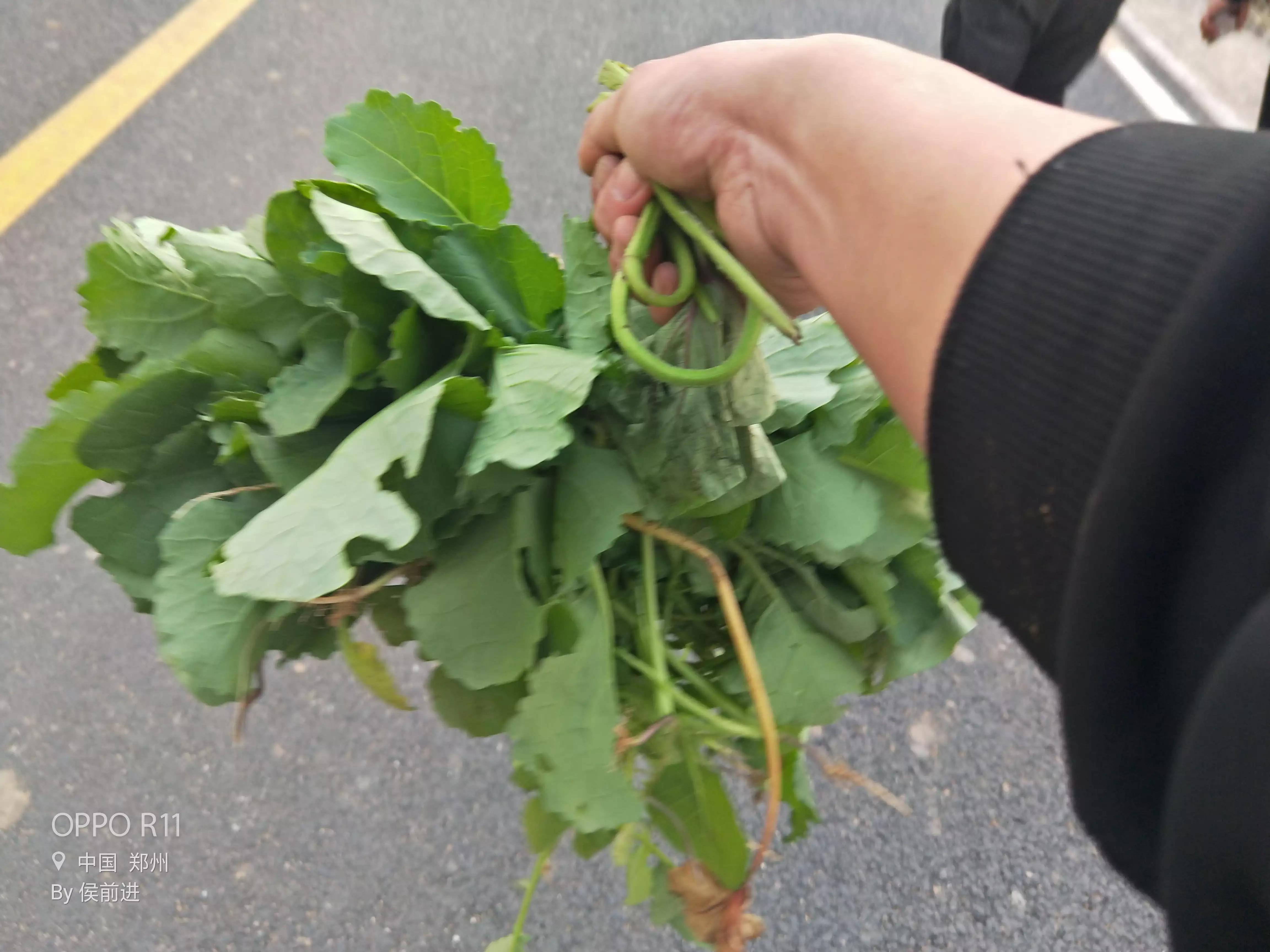 魅力乡村，美丽少妇