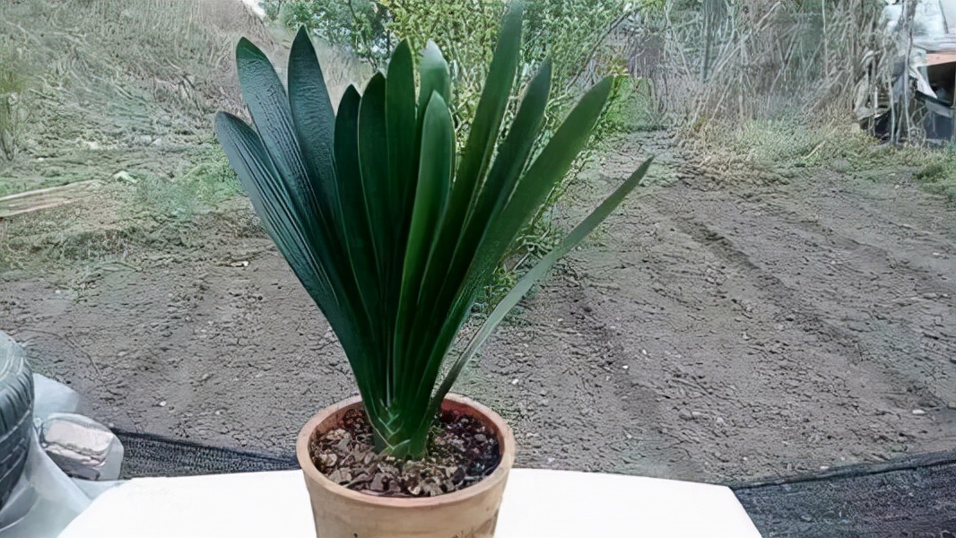 君子兰开花怎么养护和浇水方法,君子兰要开花时怎么浇水最好