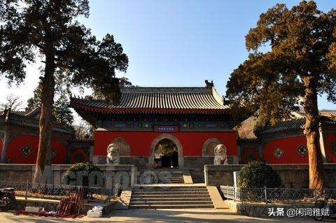 短腿泰迪视频,短腿泰迪跑步