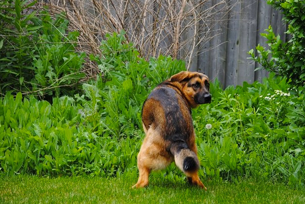 怎么通过狗狗粪便判断腹泻原因,狗狗腹泻最快缓解方法是什么