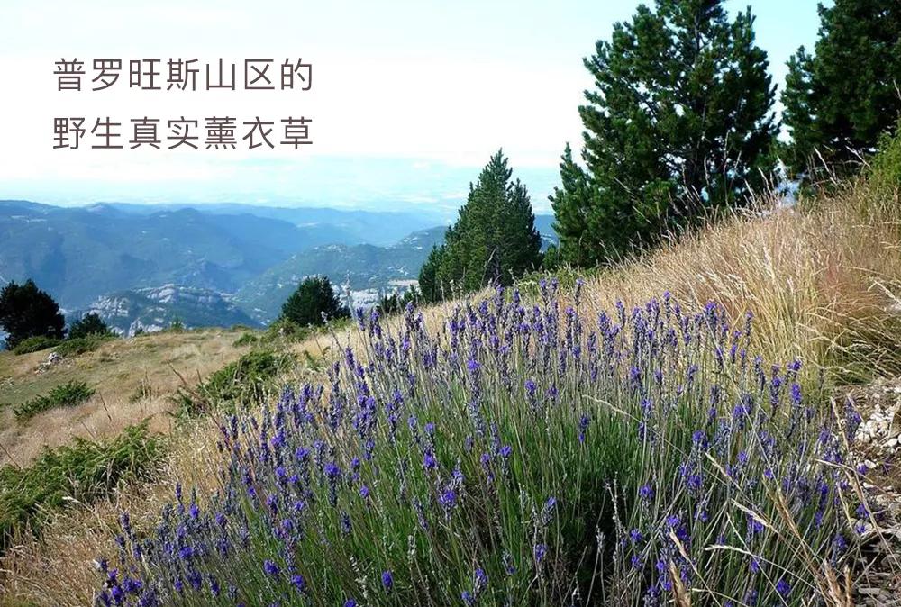 薰衣草精油不稀释,衣草精油一天用几粒