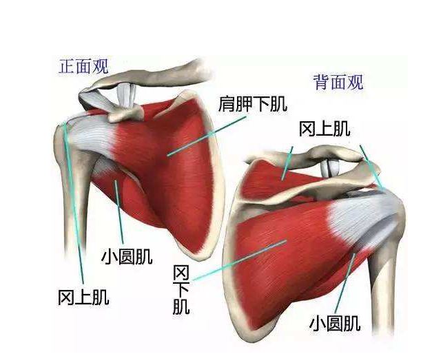 肩痛要去医院吗,肩痛别急着动