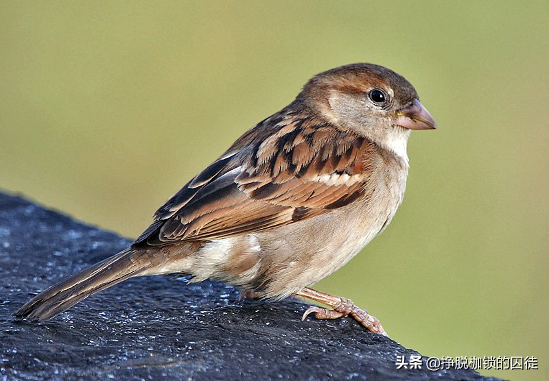 辟谣！人为什么不养麻雀？是因为麻雀气性大，养不活？