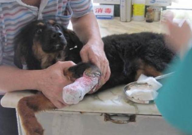 狗狗害怕打雷一直发抖应该怎么办,狗狗发抖不吃东西还呕吐怎么回事