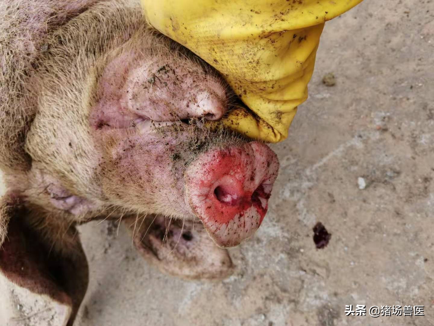 春季猪疾病防治措施,猪病知识大全及治疗