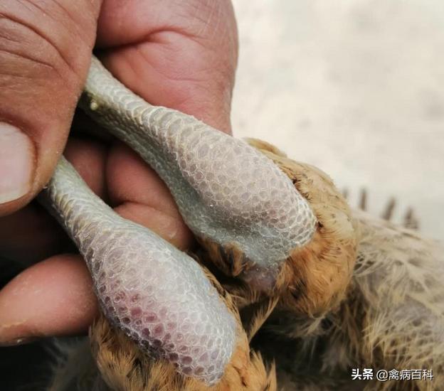 鸡鸭鹅浆膜炎治疗方案,鹅足滑囊炎肿大