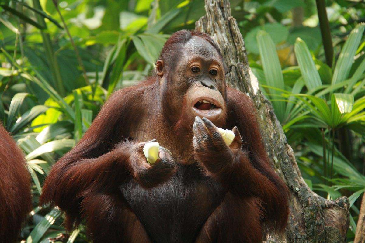 新加坡三个动物园哪个最好,新加坡动物园哪个最值得去看