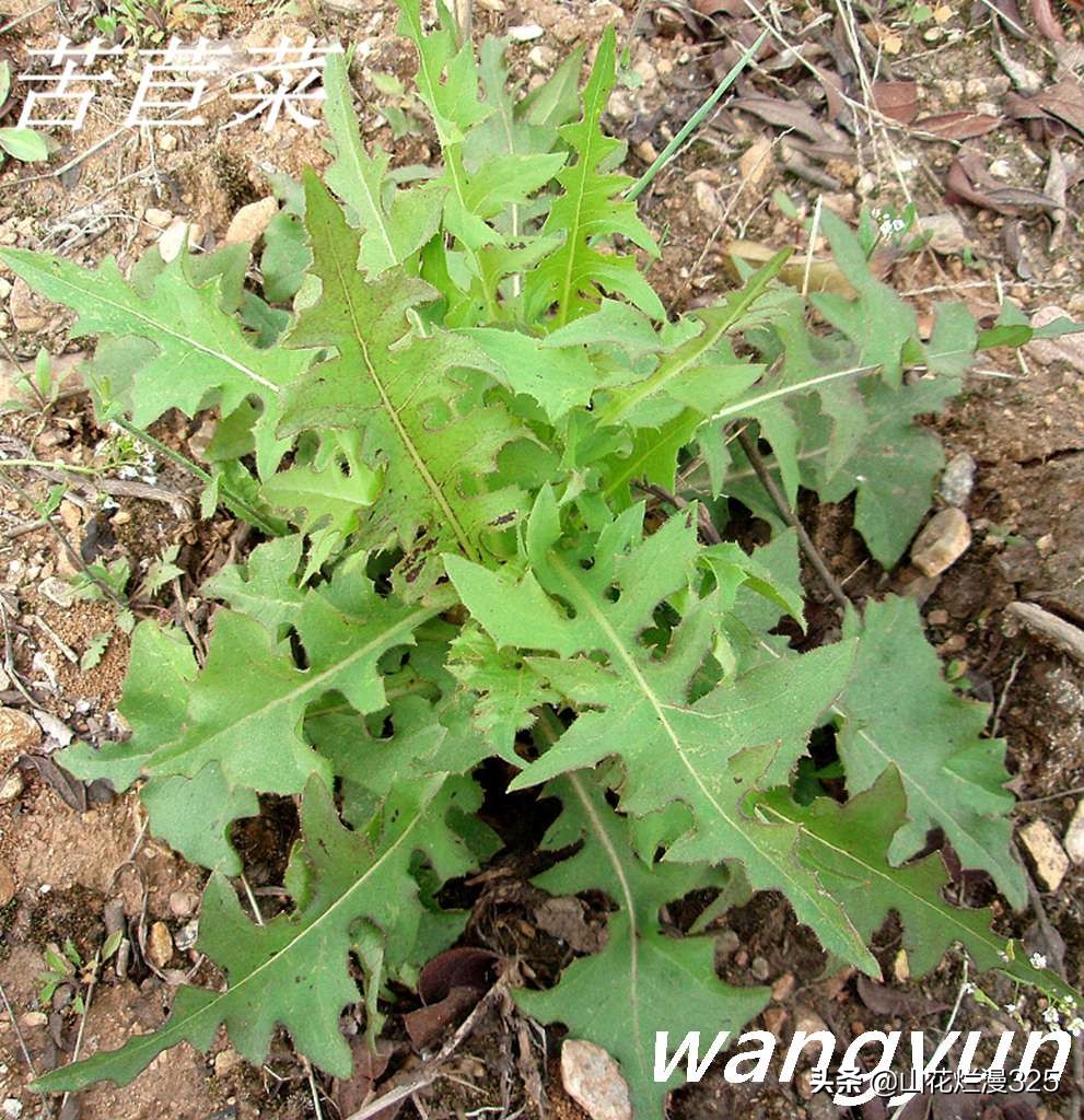 野生菊苣的辨认与图片,野菜苦菜识别方法