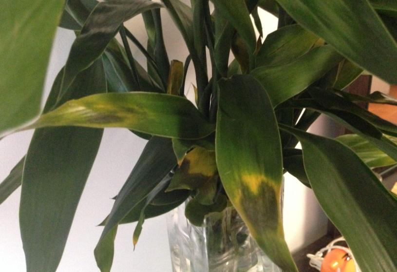 富贵竹会招蚊虫吗,富贵竹有蚊子怎么治