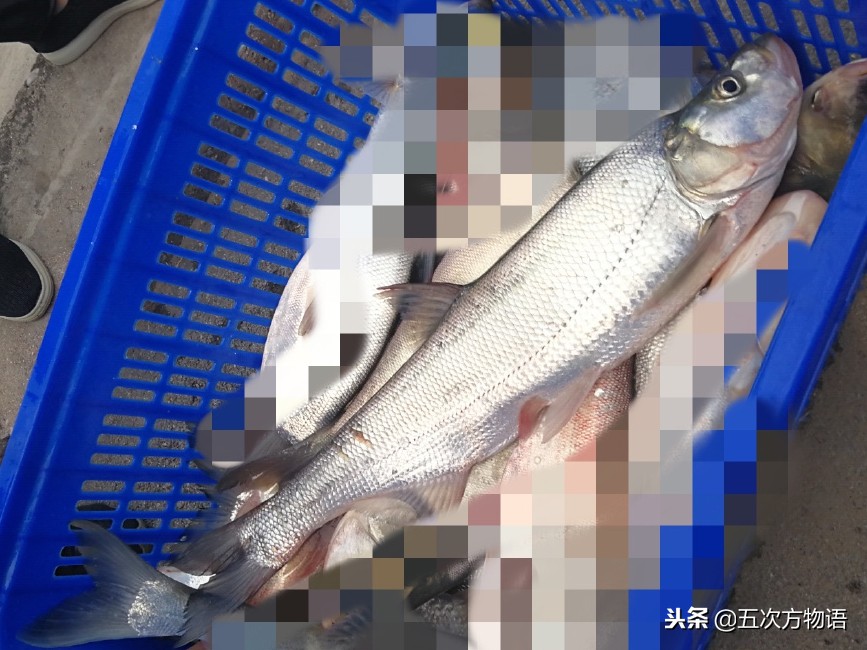 菜市场水产淡水鱼图片,菜市场常见的鱼图片大全