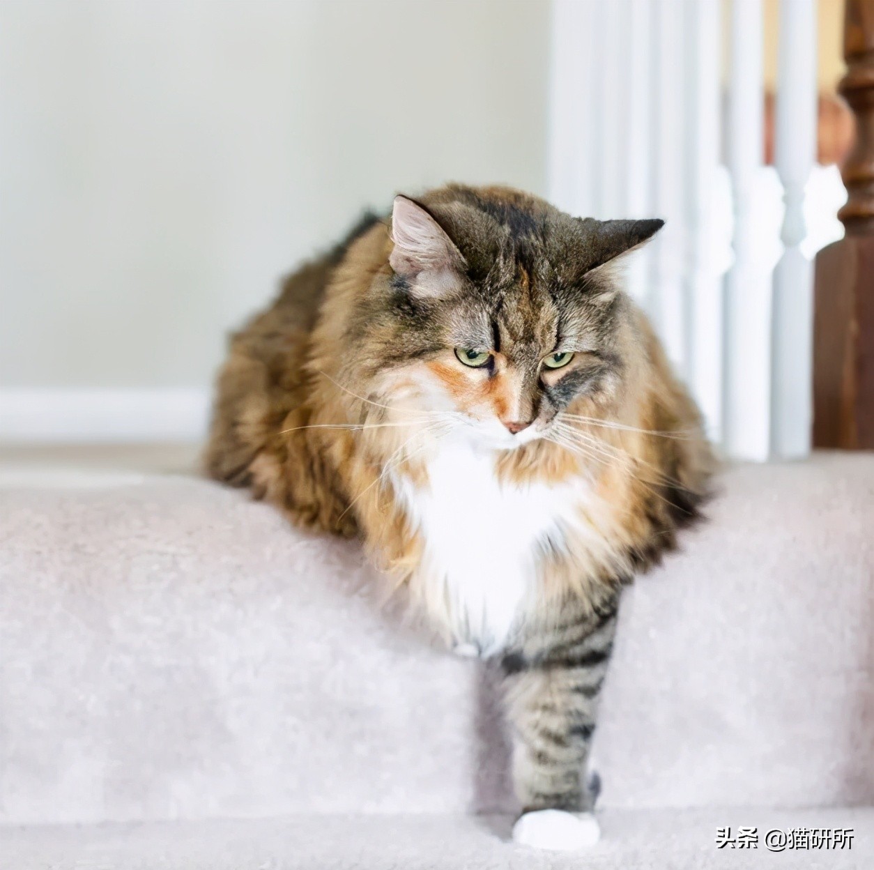 猫咪斗鸡眼是什么意思,猫咪斗鸡眼困倦不爱动微微颤抖