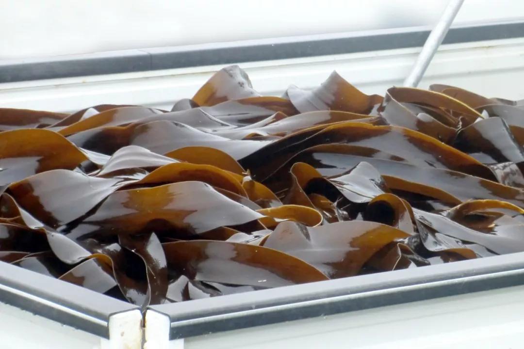 海苔和紫菜是一种植物吗,海苔紫菜海带裙带菜什么区别