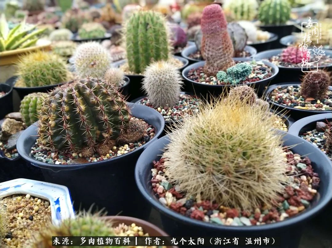 景天、球和龙舌兰，只要是多肉，都喜爱