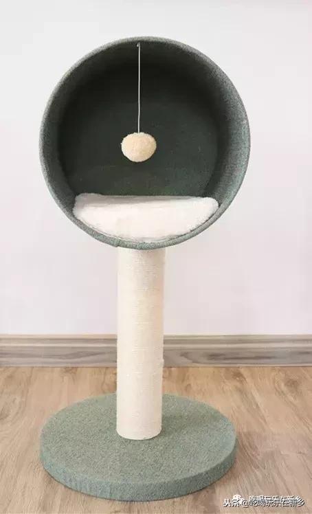 猫主子驾到,猫咪主子驾到