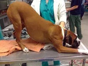 宠物胰腺炎的症状及治疗方法,宠物得了胰腺炎治疗费用