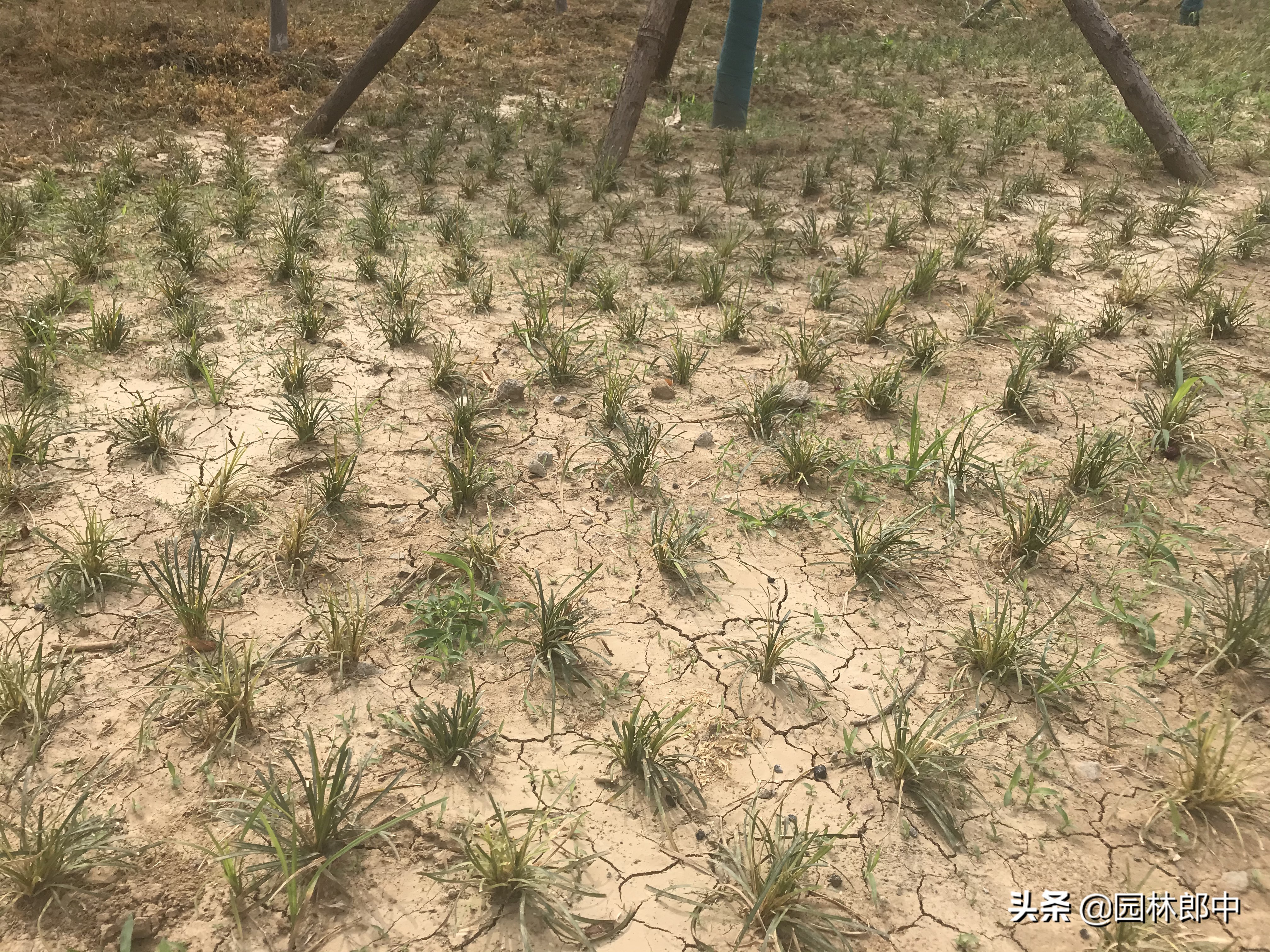 麦冬草坪除杂草,麦冬草怎样消灭
