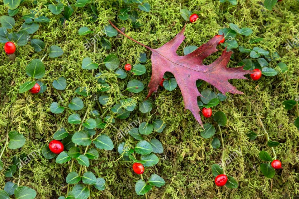 冬青精油的使用方法,冬青精油