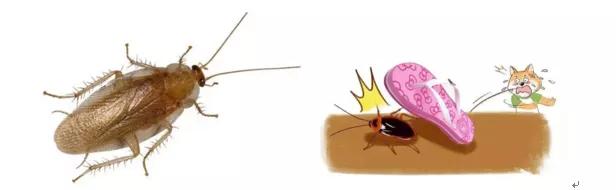 天气热如何灭蚊虫幼虫,夏季怎么消杀去蚊子