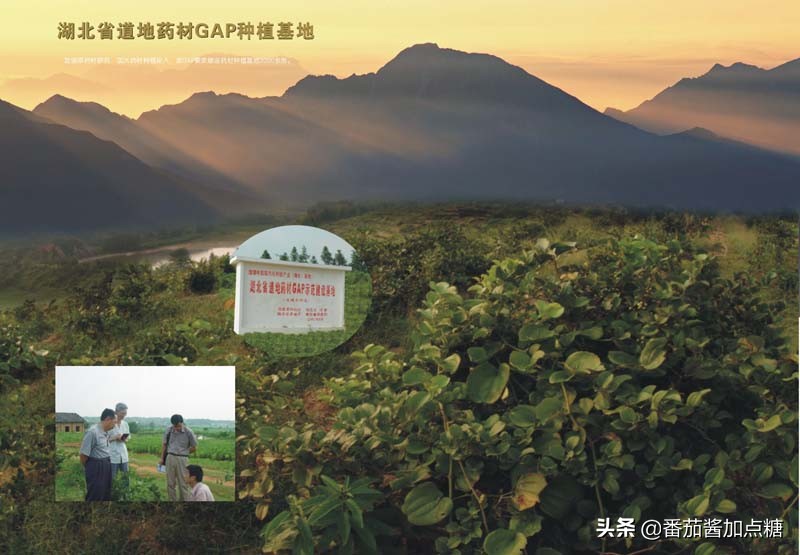 野生菝葜金刚刺,菝葜种植