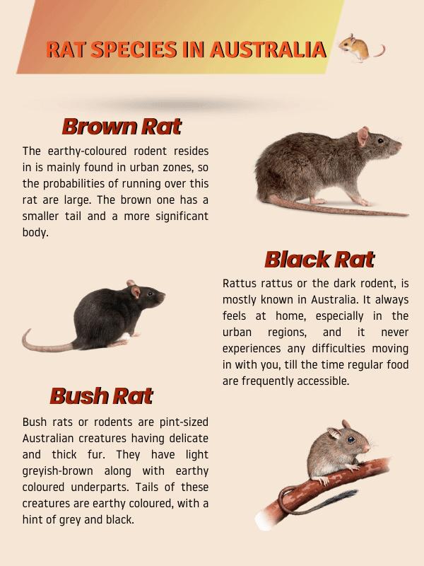 澳洲鼠患,澳洲鼠患成灾