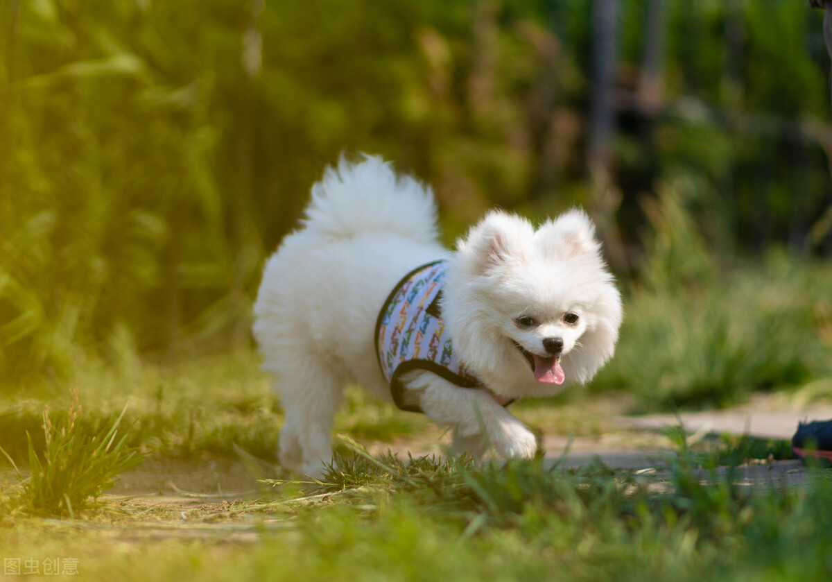 训练博美等待,训练博美