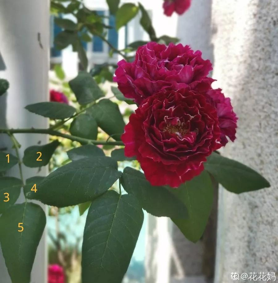 教你如何避开假货买到真品,一张图告诉你怎样分辨假货